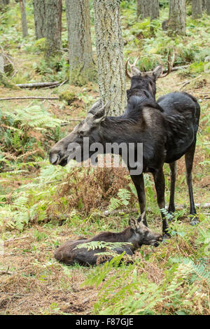 Moose calf resting while the cow and bull watch over it, in Northwest Trek Wildlife Park near Eatonville, Washington, USA Stock Photo