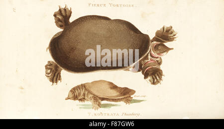 Florida softshell turtle, Apalone ferox (fierce tortoise, Testudo ferox) and Chinese softshell turtle, Pelodiscus sinensis (Testudo rostrata). Handcoloured copperplate engraving by Heath after an illustration by George Shaw from his General Zoology, Amphibia, London, 1801. Stock Photo
