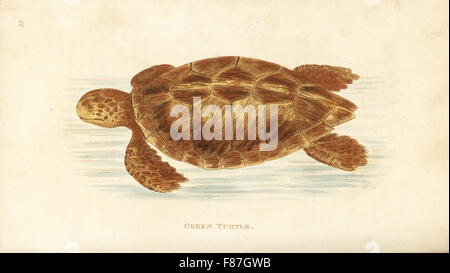 Green turtle, Chelonia mydas (Testudo mydas). Endangered. Handcoloured copperplate engraving by Heath after an illustration by George Shaw from his General Zoology, Amphibia, London, 1801.