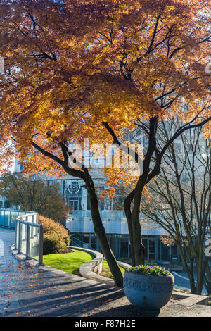 Japanese Maple tree back-lit by the rising sun in a city setting Stock Photo