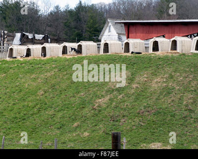 A row of shelters for calves raised for veal on top of a hill in western Massachusetts. Stock Photo