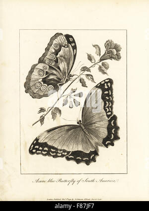 Menelaus blue morpho, Morpho menelaus, ventral and dorsal, on a pomegranate blossom. Azure blue butterfly, copied from Maria Sibylla Merian. Copperplate engraving after an original illustration by Captain John Gabriel Stedman from his Narrative of a Five Years' Expedition against the Revolted Negroes of Surinam, J. Johnson, London, 1813.