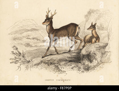 Roe deer, Capreolus capreolus (Cervus capreolus). After an illustration by James Stewart. Handcoloured lithograph from Georg Friedrich Treitschke's Gallery of Natural History, Naturhistorischer Bildersaal des Thierreiches, Liepzig, 1840. Stock Photo