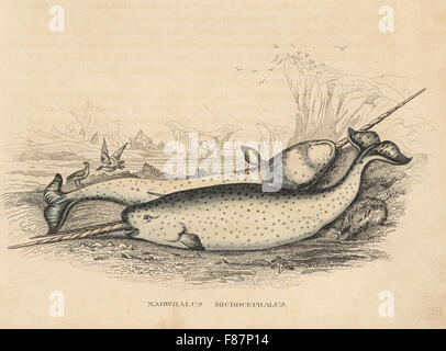 Narwhal or narwhale, Monodon monoceros (Narwhalus microcephalus) stranded on a shore. Handcoloured lithograph after an illustration by James Stewart from Georg Friedrich Treitschke's Gallery of Natural History, Naturhistorischer Bildersaal des Thierreiches, Liepzig, 1840. Stock Photo