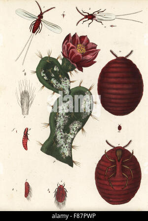 Cochineal beetle, Dactylopius coccus (Coccus cacti) on a prickly pear cactus, Opuntia species. Handcoloured lithograph from Georg Friedrich Treitschke's Gallery of Natural History, Naturhistorischer Bildersaal des Thierreiches, Liepzig, 1840. Stock Photo