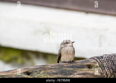 A perched juvenile African Dusky flycatcher Stock Photo