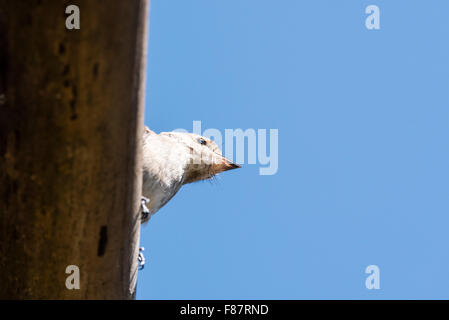 The underside of the head of an African Dusky flycatcher against a blue sky Stock Photo