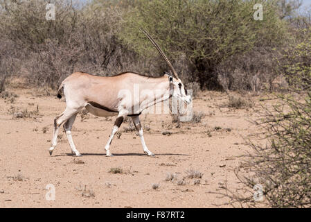 A single Beisa Oryx walking in Awash National Park, Ethiopia Stock Photo