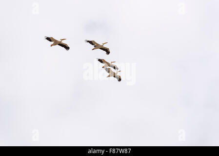 Small flock of African White Pelicans flying overhead at Lake Ziway, Ethiopia Stock Photo