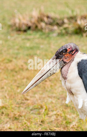 A close up of the scary head of a Marabou Stork Stock Photo