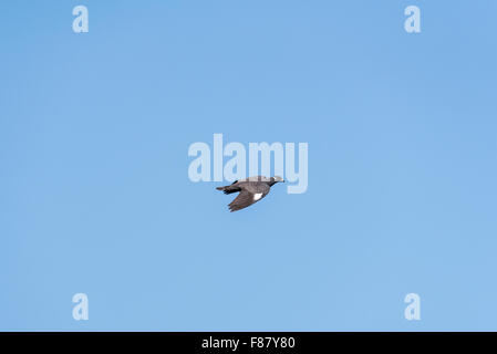 A flying White Collared Pigeon (an Ethiopian endemic bird) Stock Photo