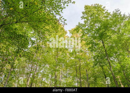 View the sky through the treetops in a summer green forest. Stock Photo