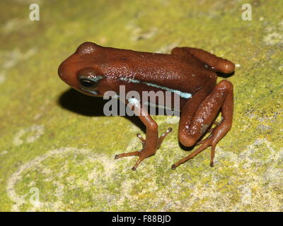 Brown variety of the Anthony's poison arrow frog (Epipedobates anthonyi), native to Ecuador and Peru Stock Photo