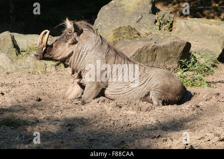 Kneeling male tusker African warthog (Phacochoerus africanus) resting in the sun Stock Photo