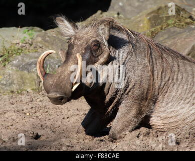 Kneeling male tusker African warthog (Phacochoerus africanus) resting in the sun Stock Photo