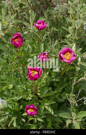 Paeonia broteri, Paeonia broteroi, Western peony, paeony Stock Photo