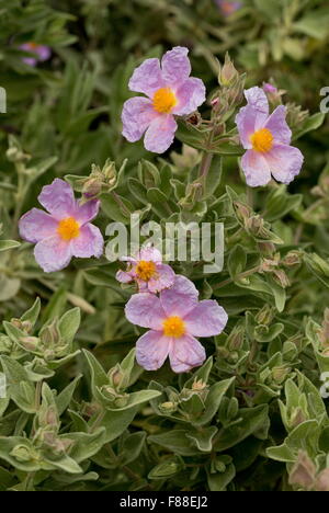 Grey-leaved sunrose, Cistus albidus, in flower, south Spain. Stock Photo