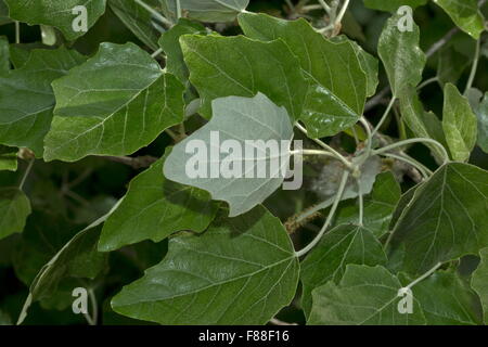 Foliage of Grey poplar, Populus × canescens, a hybrid between Populus alba (white poplar) and Populus tremula (common aspen) Stock Photo