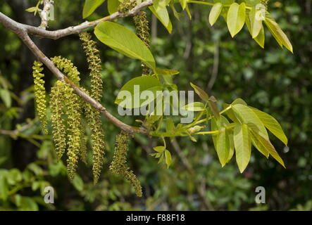 Walnut tree, Juglans regia, in flower with catkins. Stock Photo