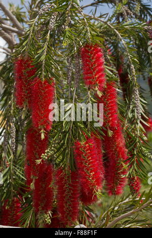 Bottle-brush tree in flower. Callistemon sp. Good for bees. In garden, Spain. Stock Photo