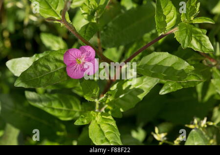 Pink evening primrose, Oenothera rosea in flower; from north america, but widely naturalised. Stock Photo
