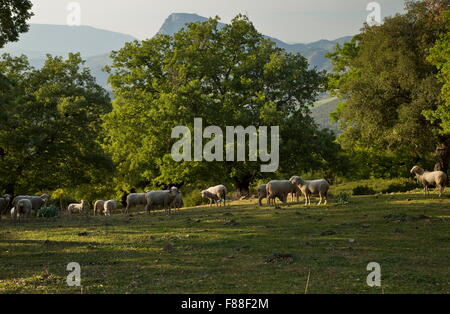 Sheep herd grazing dehesa with oaks, Sierra de Grazalema, south-west Spain. Stock Photo