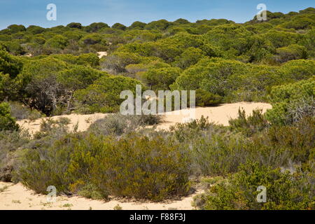 Vegetated sand-dunes, with umbrella pine forest, at Cuesta de Maneli, Donana, Spain. Stock Photo
