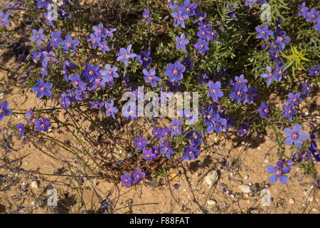 Blue pimpernel, Lysimachia monelli, (formerly Anagallis monellii) on dunes, south-west Spain. Stock Photo