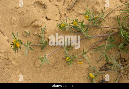 A coastal legume, Anthyllis lotoides, Hymenocarpos lotoides in flower on sand-dunes, Coto Donana, Spain. Stock Photo