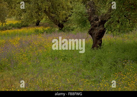 Lovely flowery Cork and Holm oak dehesa just south of Villamanrique, with Purple Bugloss and other flowers. SW Spain. Stock Photo