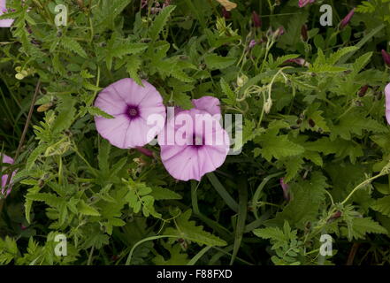 Mallow bindweed, or Mallow-leaved bindweed, Convolvulus althaeoides in flower, south Spain.  Stock Photo