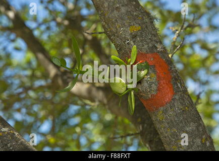 Red-berried mistletoe being implanted on olive tree, south-west Spain. Stock Photo