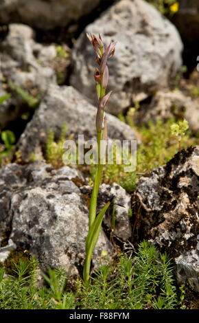 Small-flowered Tongue Orchid,  Serapias parviflora in flower, Spain. Stock Photo