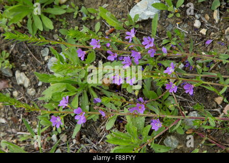 False Grass-poly, Lythrum junceum, in flower in damp ditch. Stock Photo