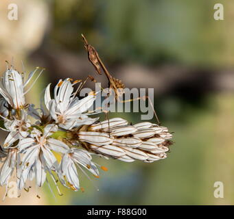 Nymph of Conehead mantis, Empusa pennata, on White Ashodel, south-west Spain Stock Photo