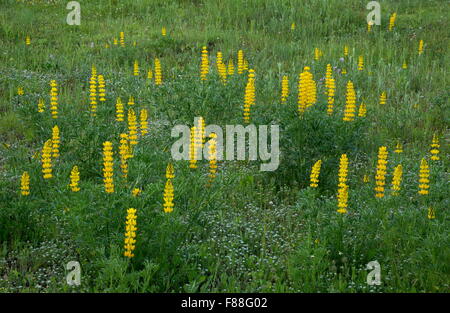 annual yellow-lupin, or European yellow lupin, Lupinus luteus, in small field, Sierra de Grazalema, Spain. Stock Photo