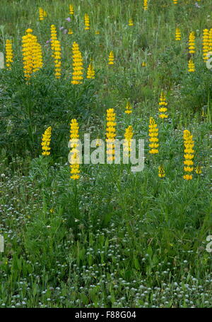 annual yellow-lupin, or European yellow lupin, Lupinus luteus, in small field, Sierra de Grazalema, Spain. Stock Photo