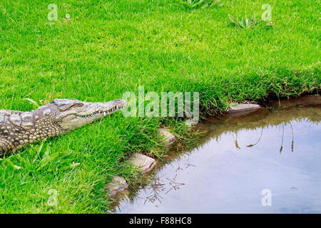 Nile crocodile (Crocodylus niloticus) at The Giraffe House Wildlife Awareness centre,Western Cape Province, South Africa. Stock Photo