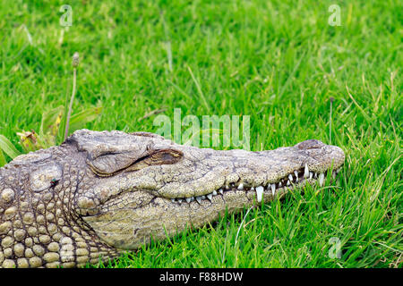 Nile crocodile (Crocodylus niloticus) at The Giraffe House Wildlife Awareness centre,Western Cape Province, South Africa. Stock Photo