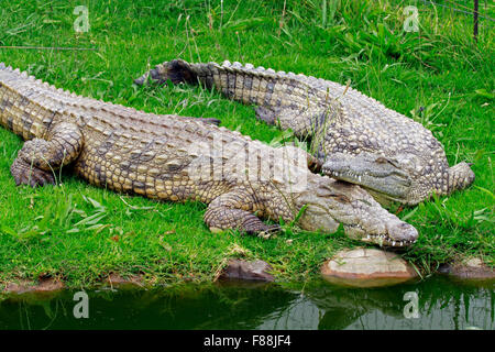 Nile crocodiles (Crocodylus niloticus) at The Giraffe House Wildlife Awareness centre,Western Cape Province, South Africa. Stock Photo