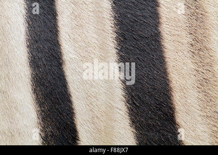 Close-up of a zebra's striped fur. ( The Giraffe House Wildlife Awareness centre,Western Cape Province, South Africa.) Stock Photo