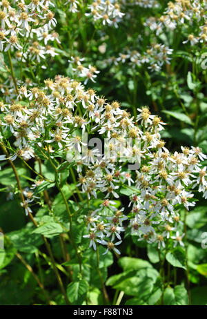 White wood aster (Eurybia divaricata) Stock Photo