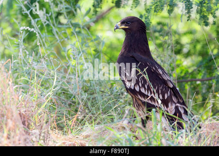 Greater Spotted Eagle, Juvenile standing on the grass, Salalah, Dhofar, Oman (Clanga clanga) Stock Photo