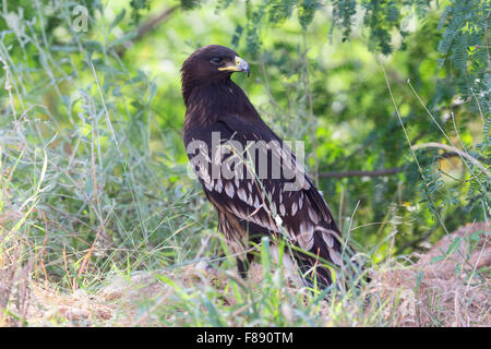 Greater Spotted Eagle, Juvenile standing on the grass, Salalah, Dhofar, Oman (Clanga clanga) Stock Photo
