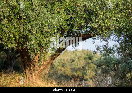 In the olive trees garden. Stock Photo