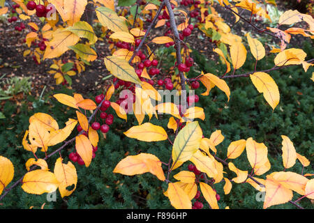 Small red berry like fruit on tree with leaves turned yellow with autumn. St Paul Minnesota MN USA Stock Photo