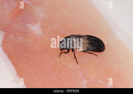 Common larder beetle, bacon beetle, Gemeiner Speckkäfer, Dermestes lardarius, Vorratsschädling auf Schinken, Dermestidae Stock Photo