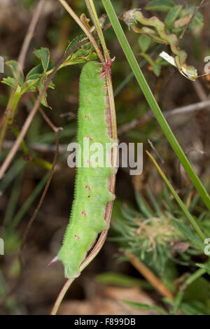 Narrow-bordered Bee Hawk-moth, caterpillar, Skabiosen-Schwärmer, Skabiosenschwärmer, Raupe, Hemaris tityus, Haemorrhagia tityus Stock Photo