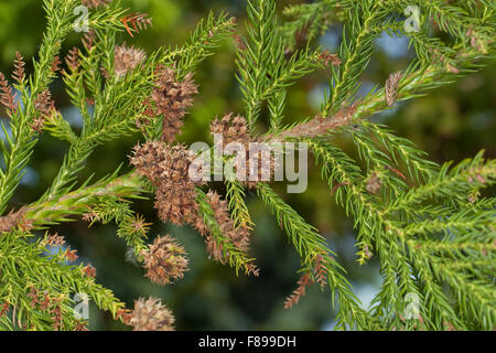 Japanese Cedar, Japanische Sicheltanne, Sichel-Tanne, Japanische Zeder, Sugi, Cryptomeria japonica, Cupressus japonica Stock Photo