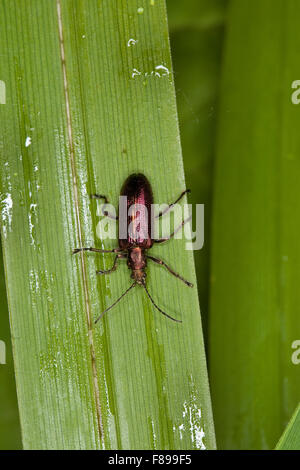 Reed beetle, reed-beetle, Seidiger Rohrkäfer, Plateumaris sericea Stock Photo